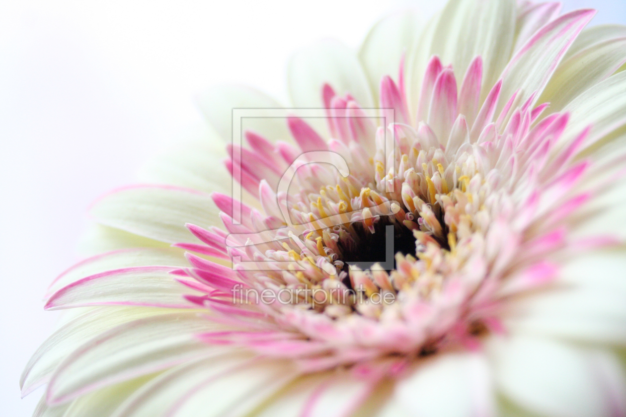 Bild-Nr.: 9260248 ZARTES ROSA erstellt von gino