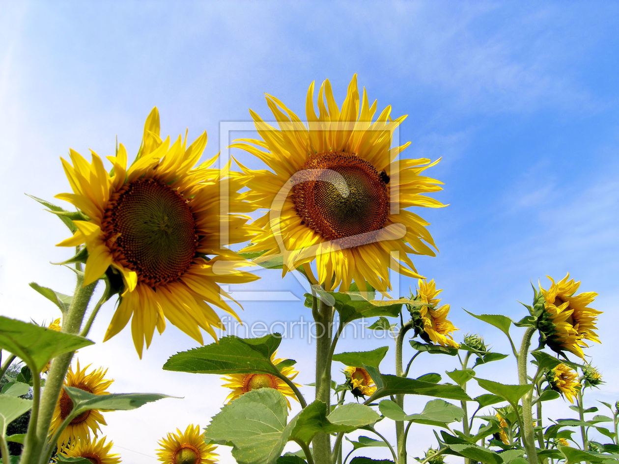 Bild-Nr.: 9263139 Sonnenblumen erstellt von Uwe Jahn