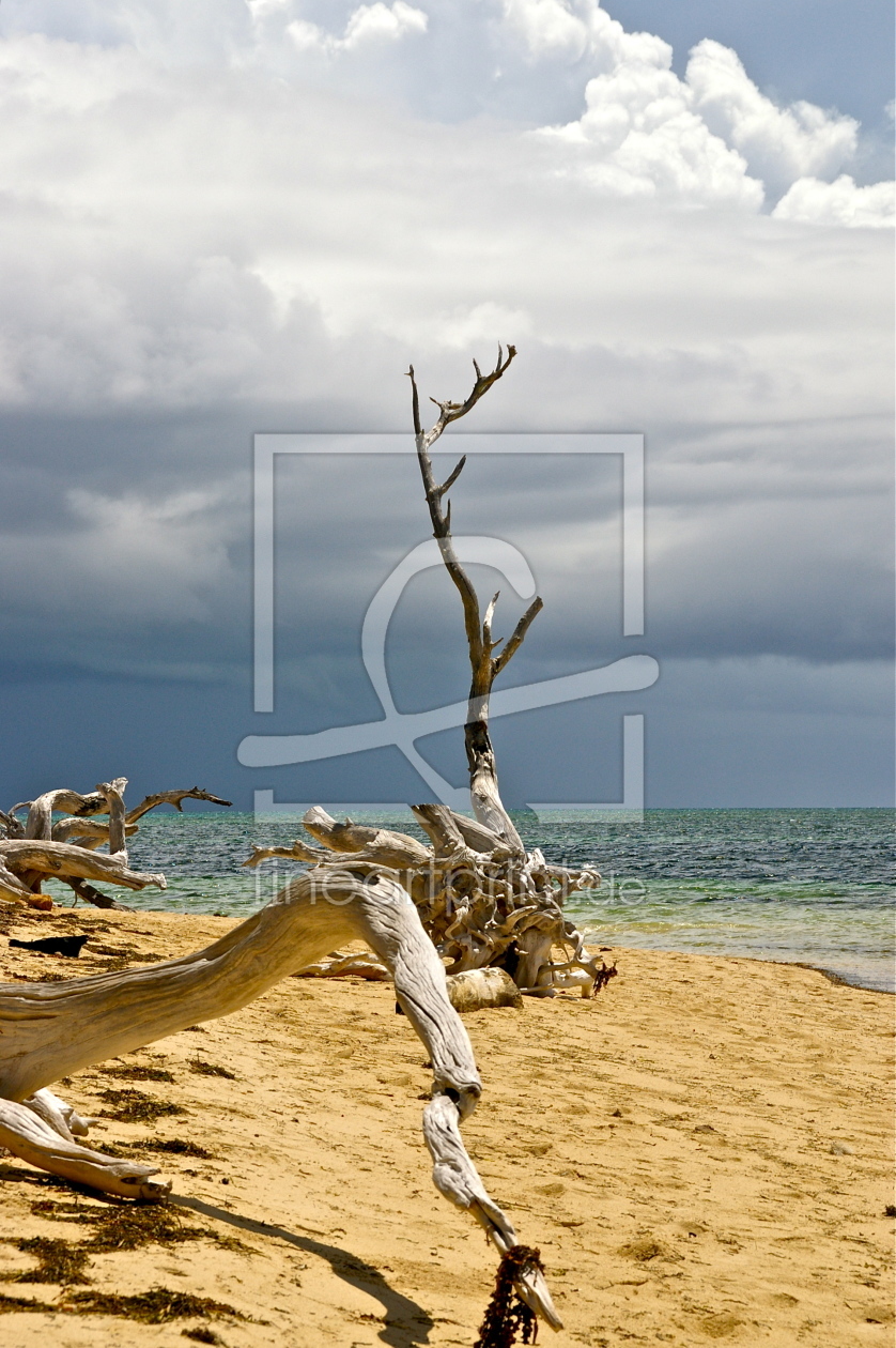 Bild-Nr.: 9263925 Strandvegetation erstellt von schub1973