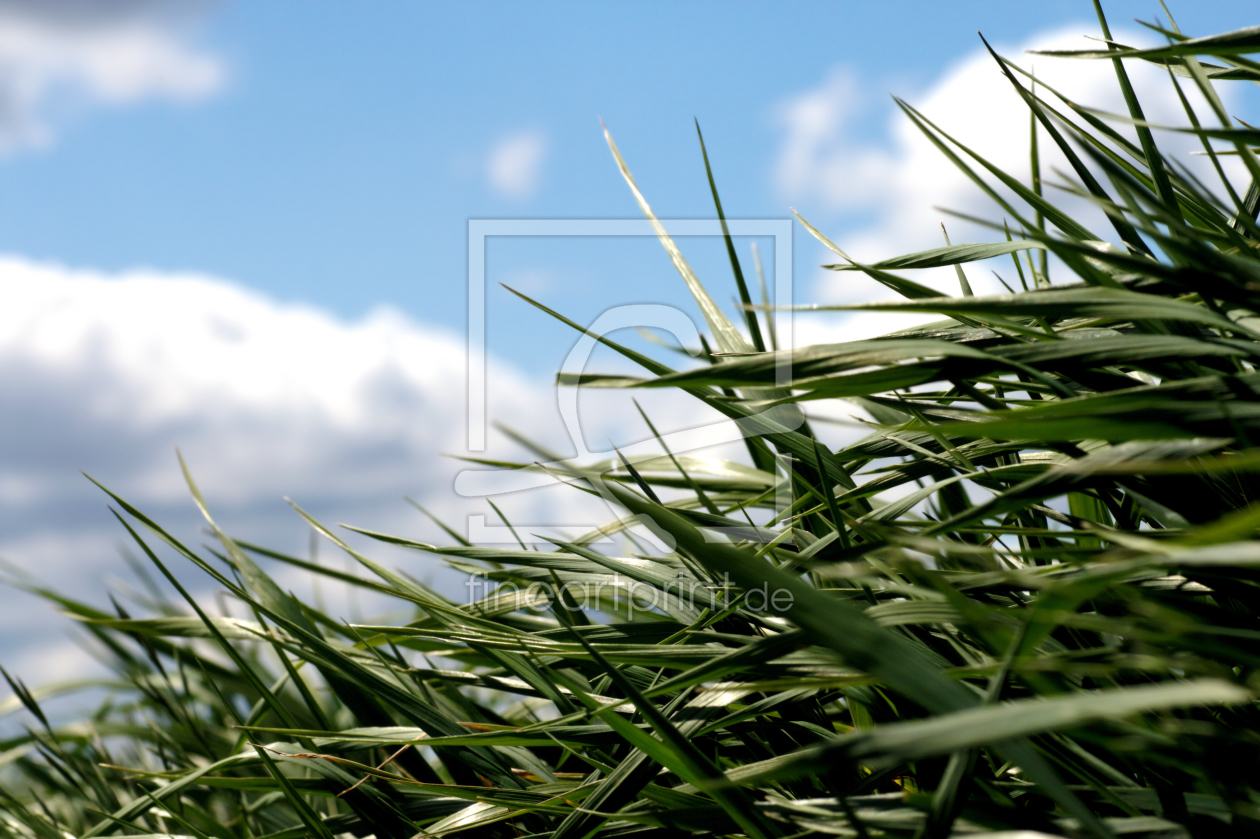 Bild-Nr.: 9264247 Im Gras erstellt von Uwe Jahn