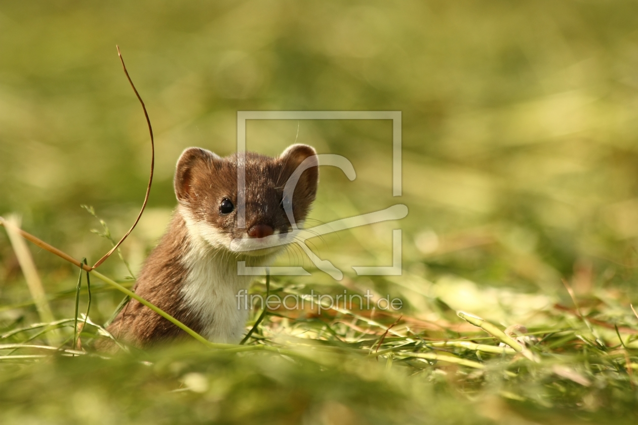 Bild-Nr.: 9265372 Wieselflink erstellt von Uwe Fuchs