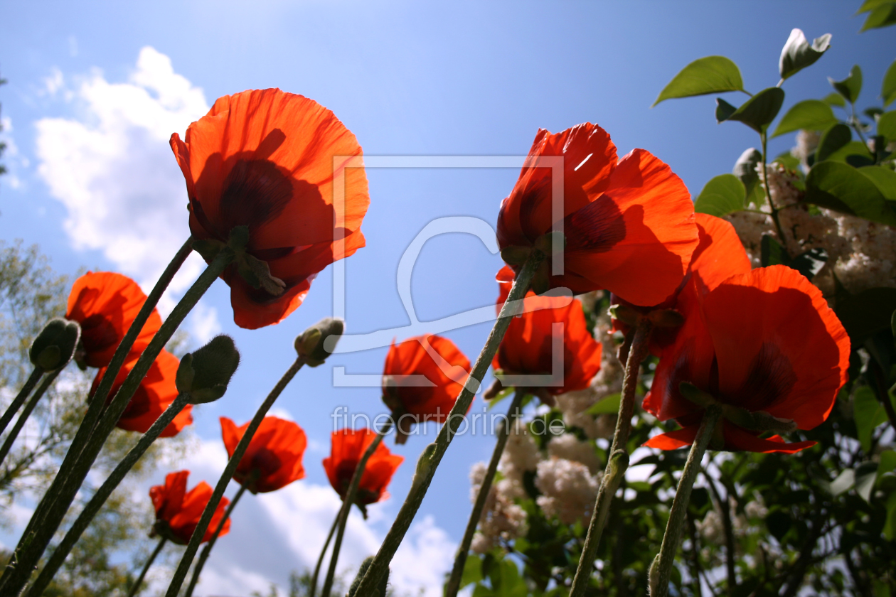 Bild-Nr.: 9266194 Mohn4 erstellt von kunstkonkret