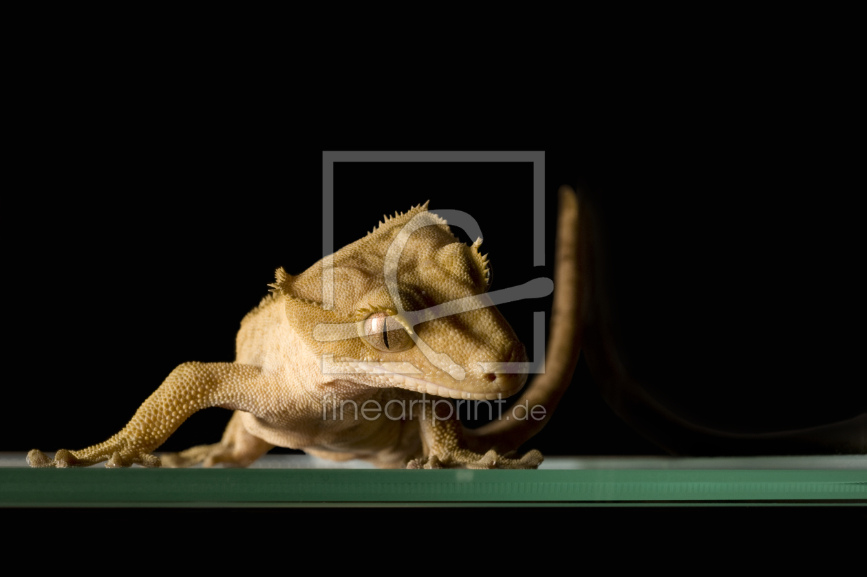 Bild-Nr.: 9272593 Gecko1 erstellt von StefanHopf