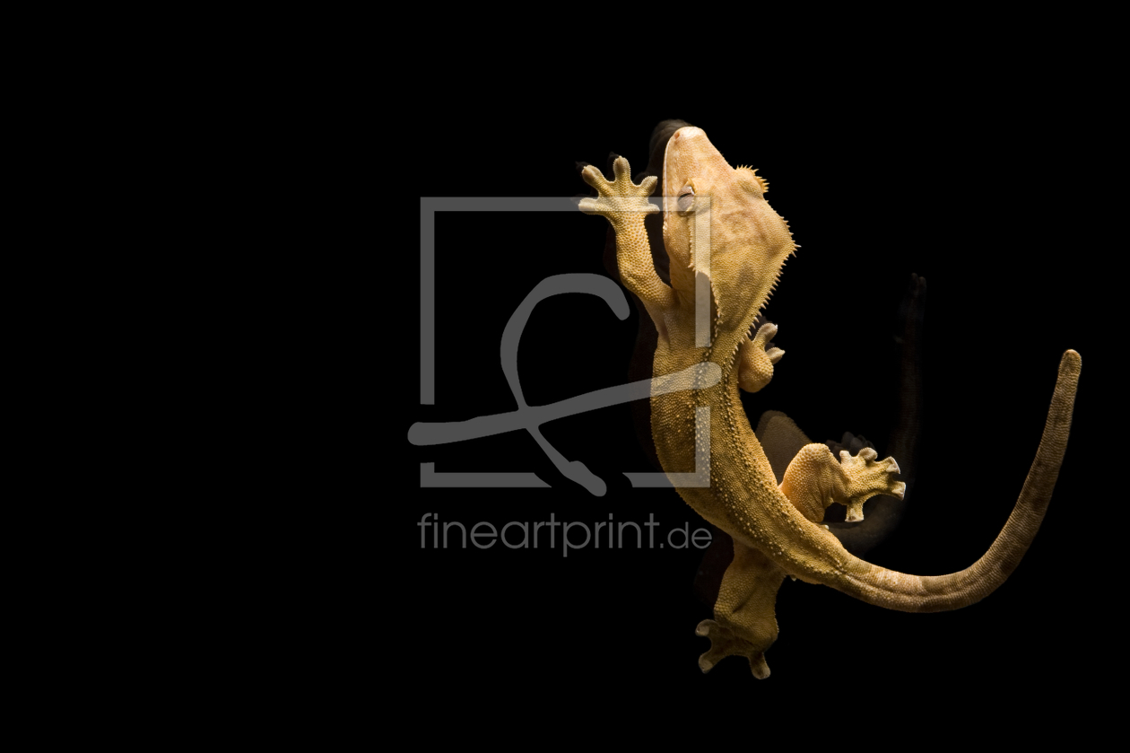 Bild-Nr.: 9272595 Gecko2 erstellt von StefanHopf