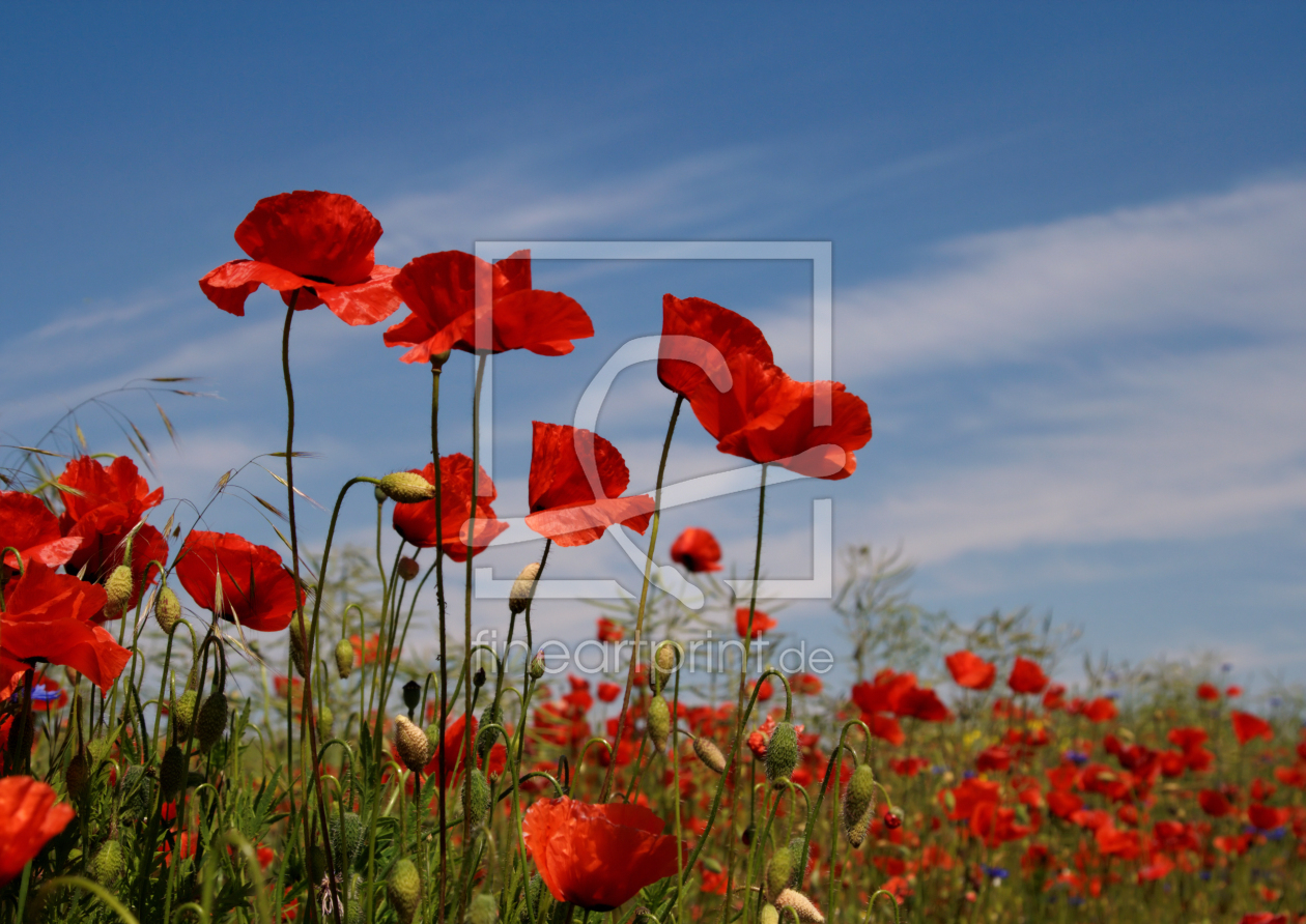 Bild-Nr.: 9273289 Mohnblumen erstellt von Uwe Jahn