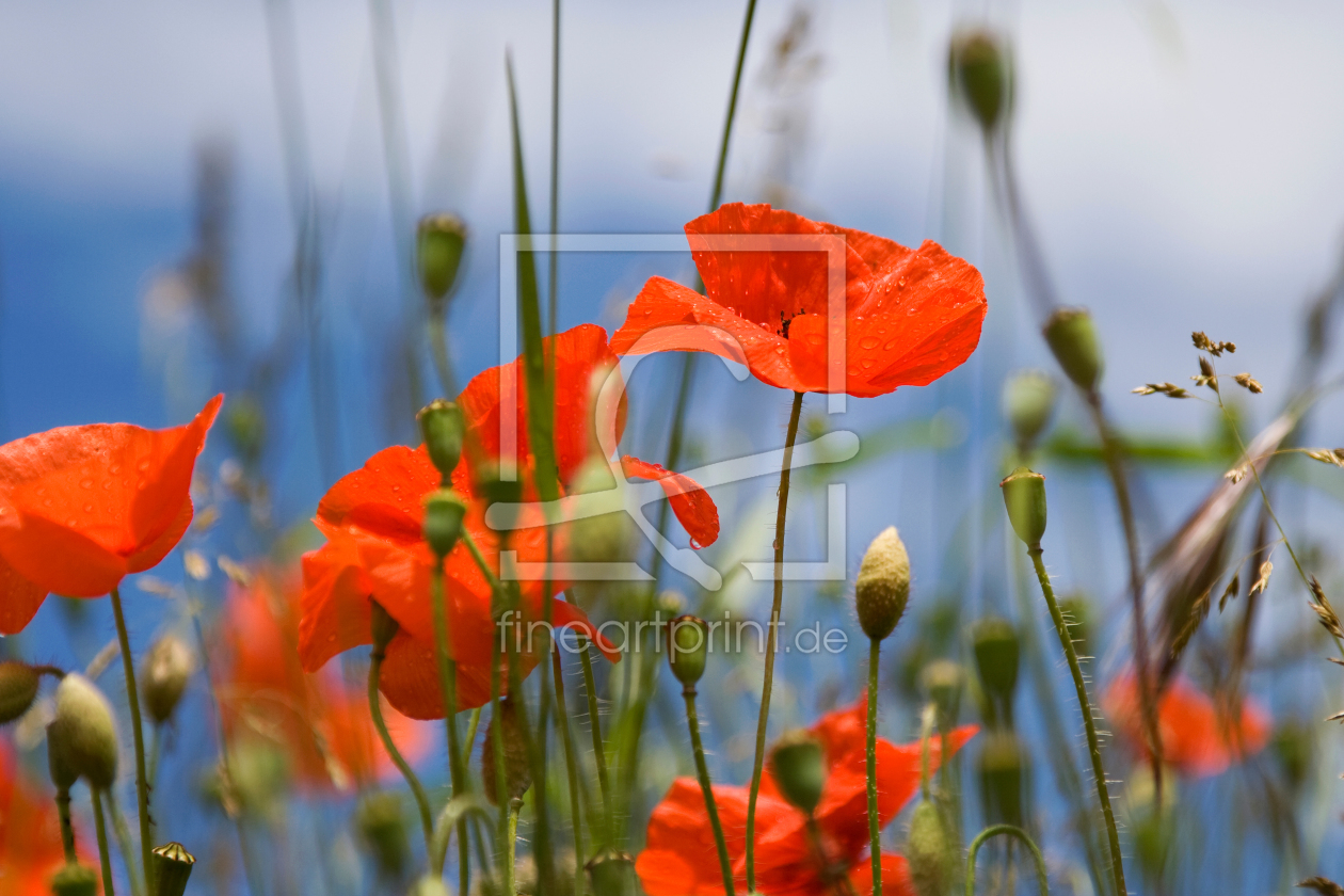 Bild-Nr.: 9273909 Coquelicots erstellt von TinaJuli24