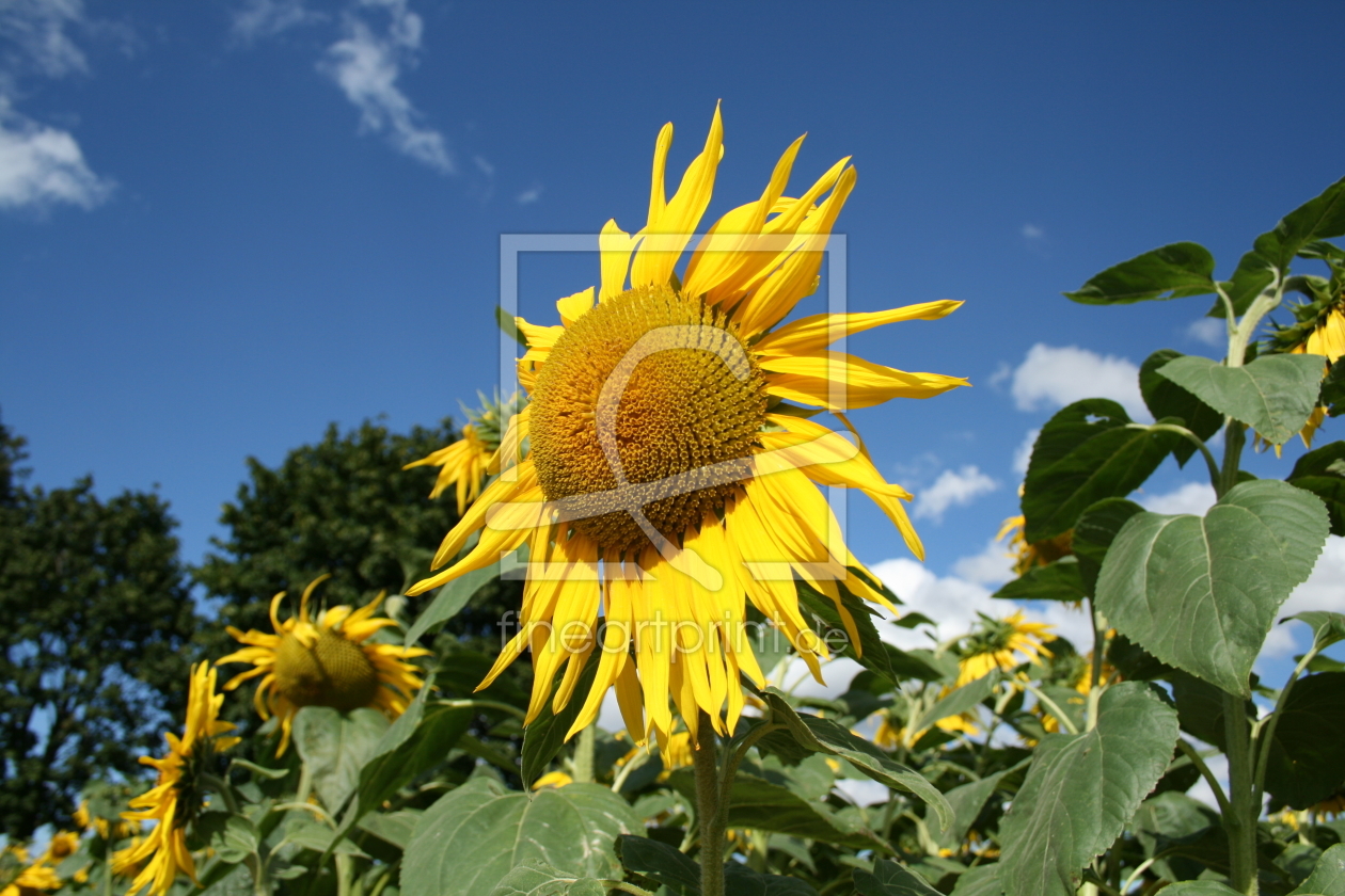 Bild-Nr.: 9274902 Sonnenblume erstellt von DerScheinriese