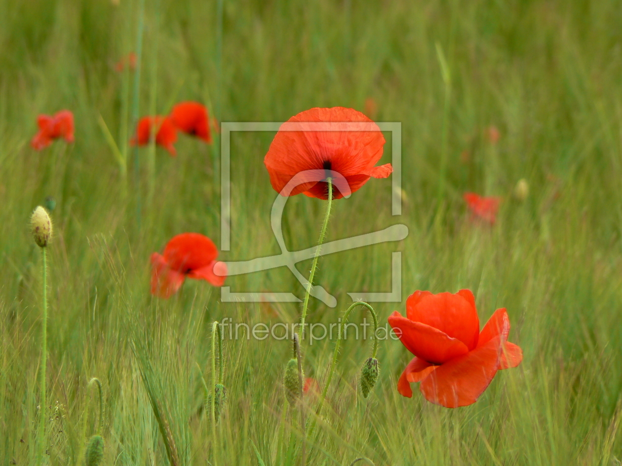 Bild-Nr.: 9274990 Mohn erstellt von DerScheinriese