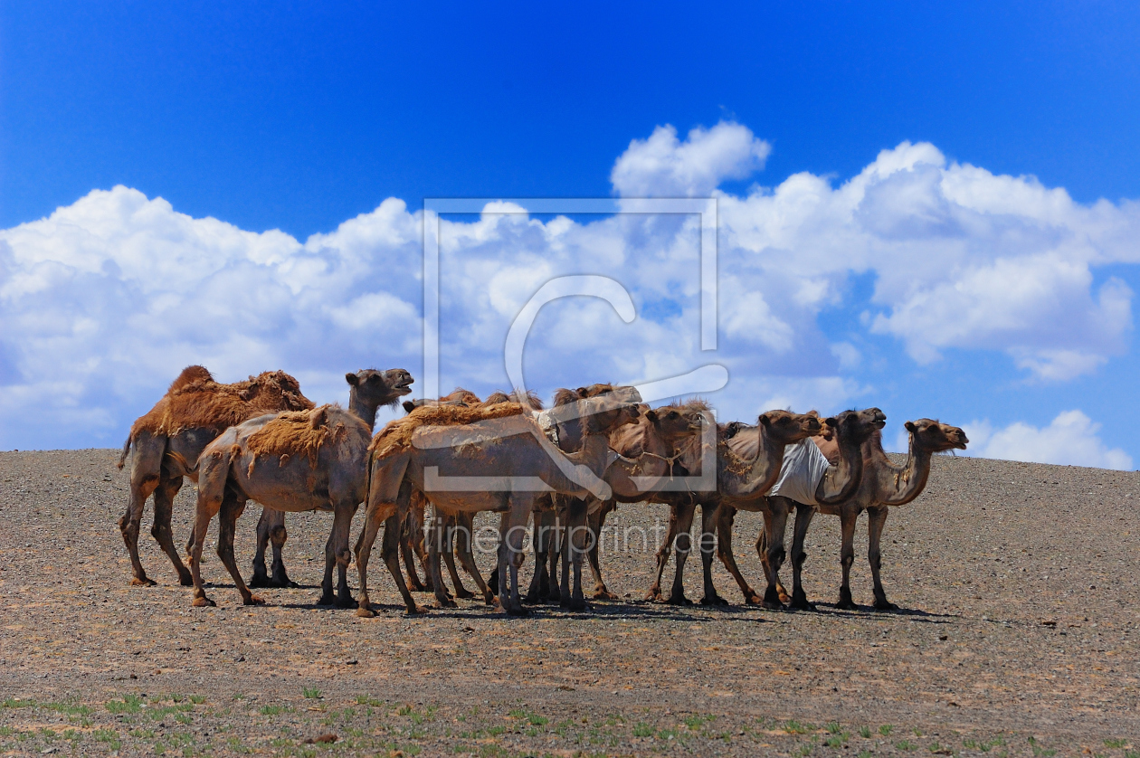 Bild-Nr.: 9276848 Kamele in der Gobi erstellt von Wolfgang Zwanzger