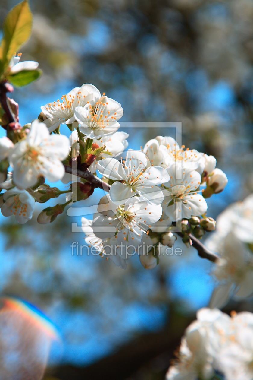 Bild-Nr.: 9279049 Kirschbaumblüten erstellt von rijo