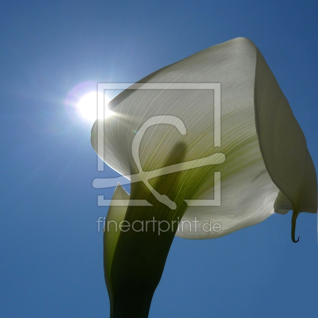 Bild-Nr.: 9279461 Calla-blanca...... erstellt von youhaveadream