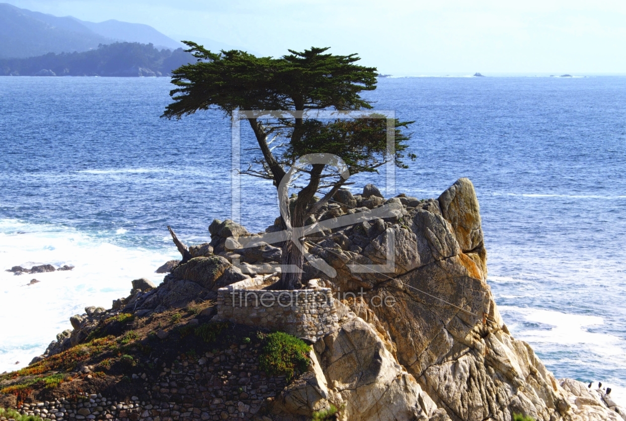 Bild-Nr.: 9280431 Lone Cypress 17-Mile Drive erstellt von SuSus56