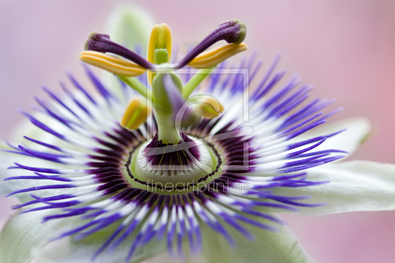 Bild-Nr.: 9285207 passion flower erstellt von TinaJuli24