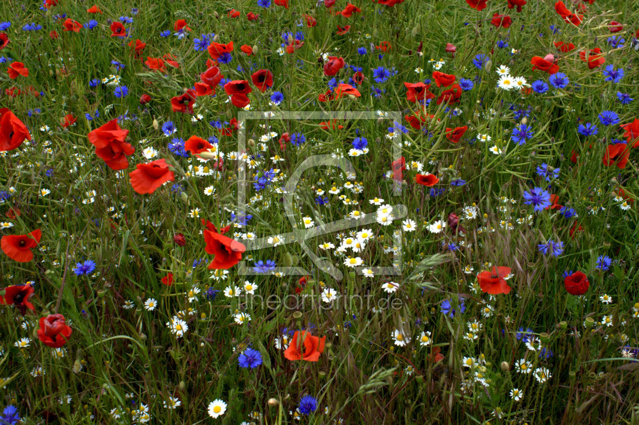 Bild-Nr.: 9285759 Blumenwiese erstellt von wickie