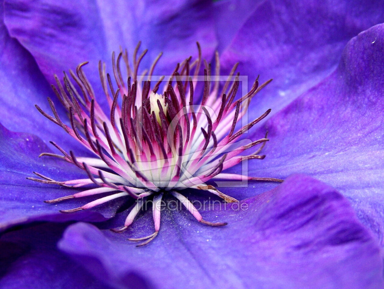 Bild-Nr.: 9287187 Blaue Farbenpracht erstellt von Carlita