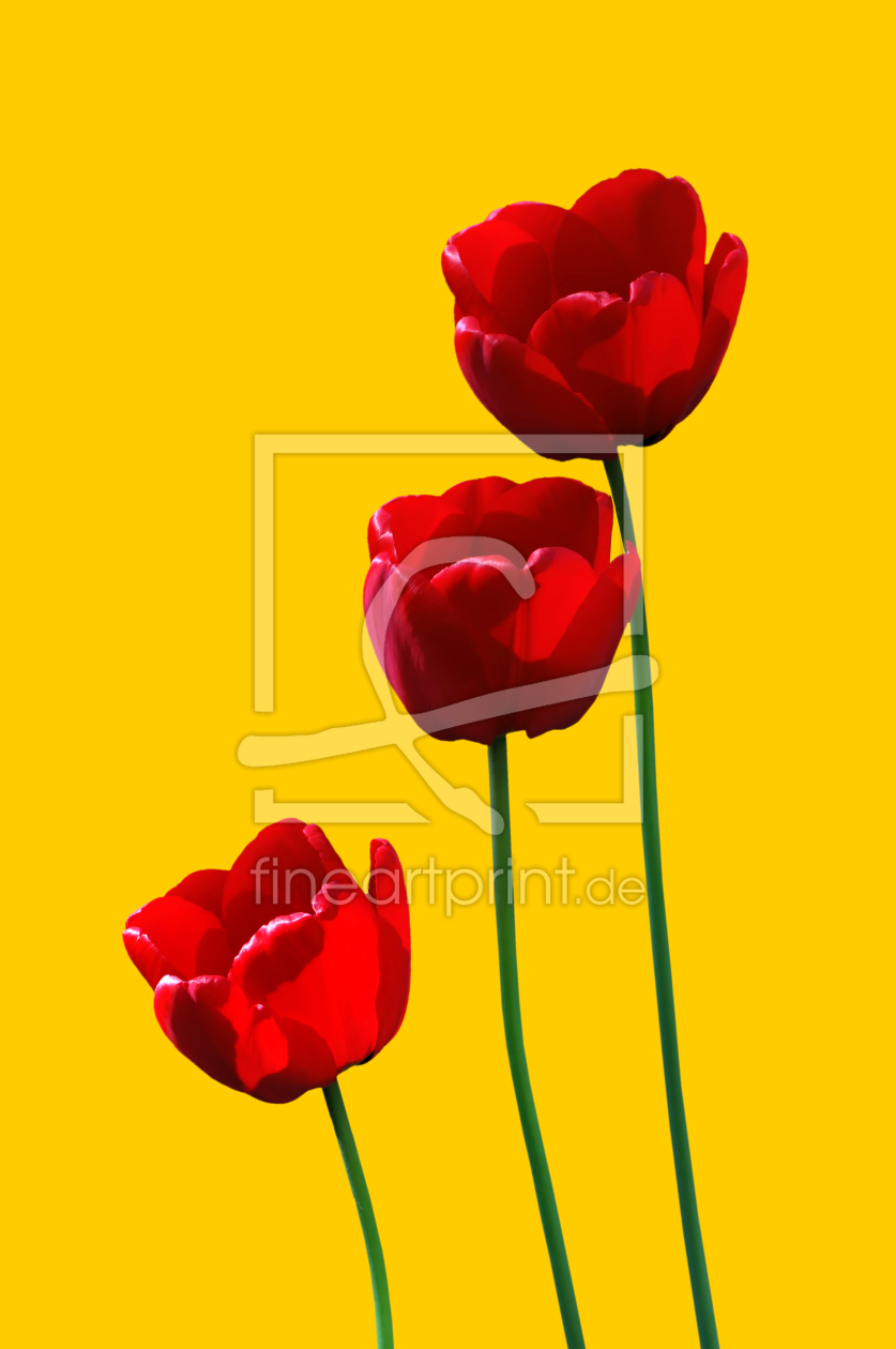 Bild-Nr.: 9291557 3redtulips3 erstellt von gnubier