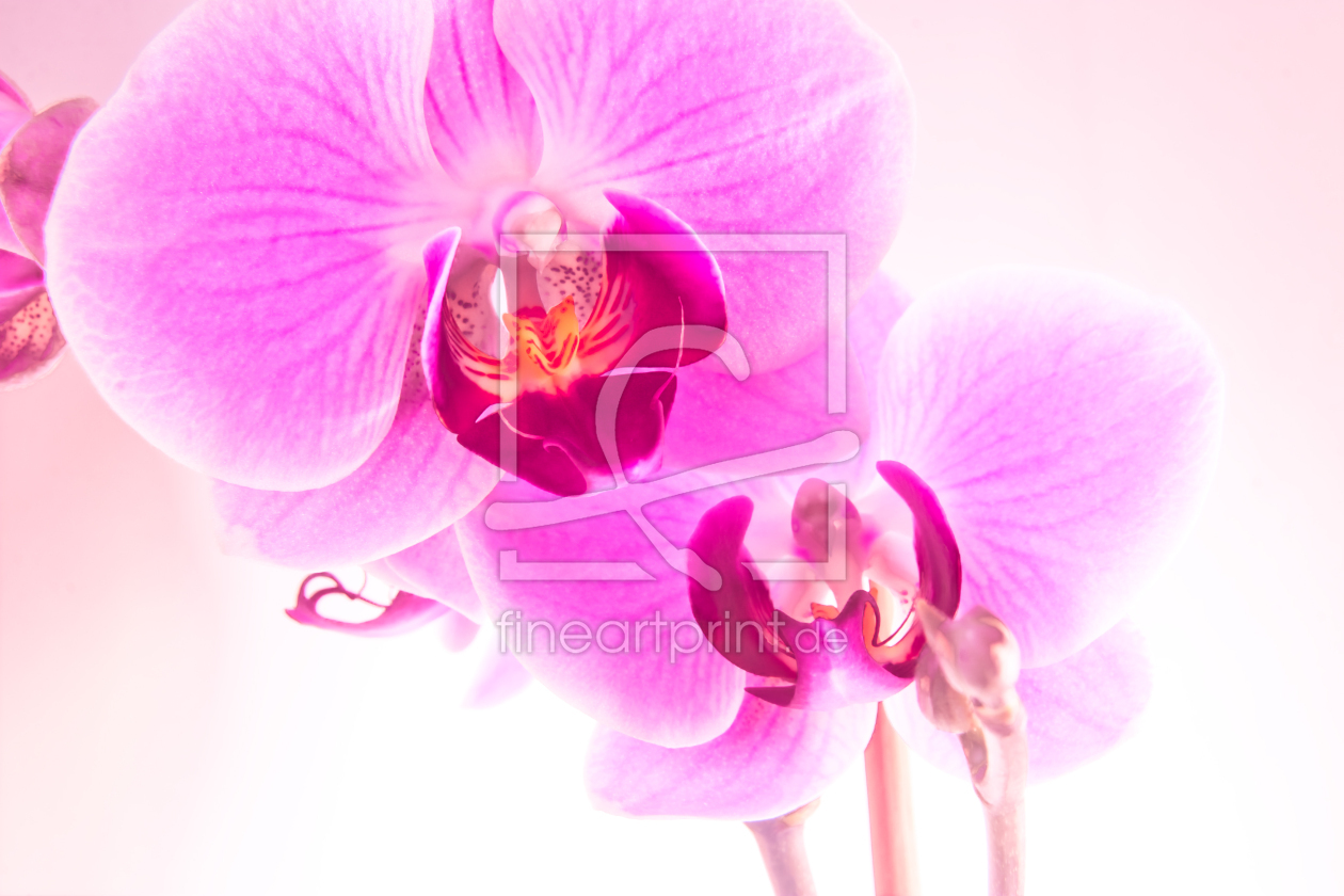 Bild-Nr.: 9296163 Orchidee erstellt von diedinel