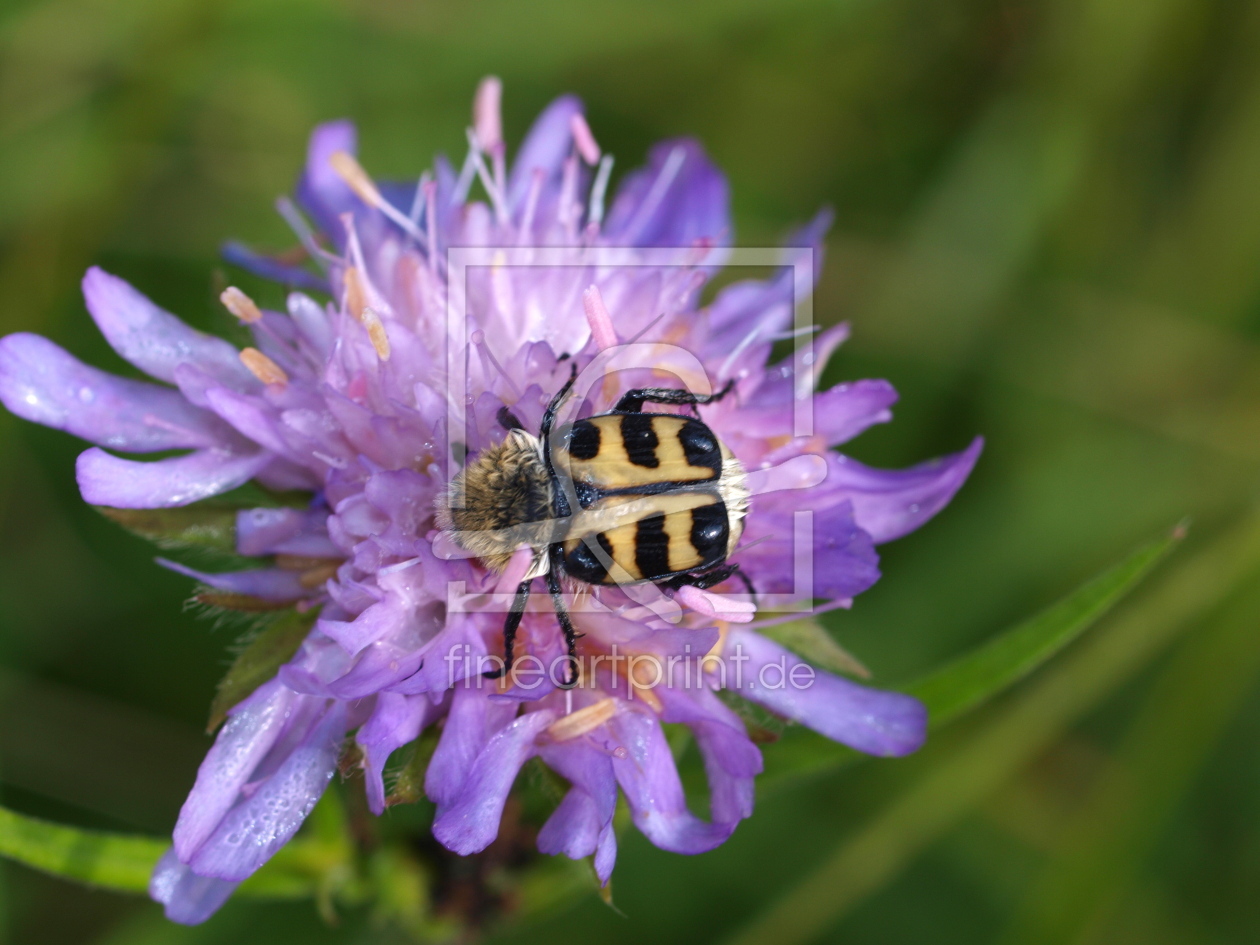 Bild-Nr.: 9299509 Pinselkäfer erstellt von iljos