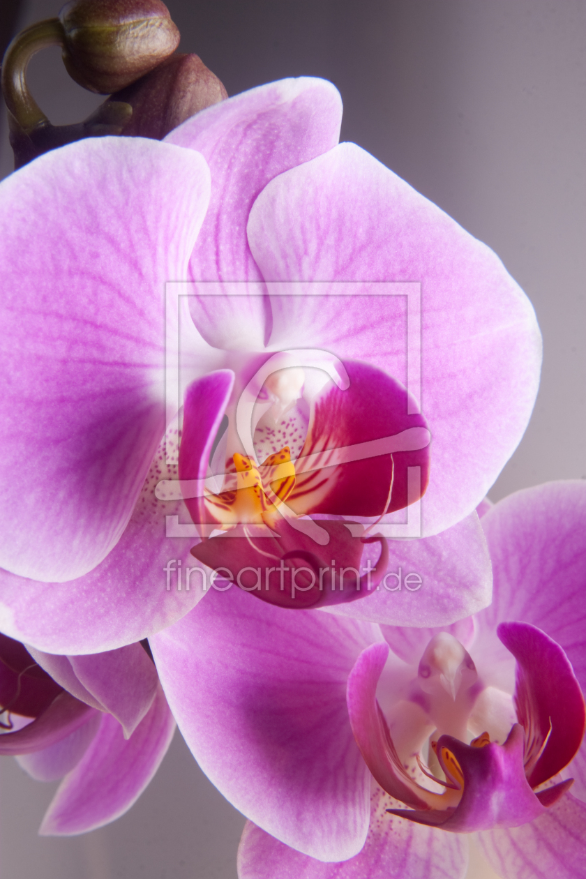 Bild-Nr.: 9301569 Phalaenopsis erstellt von diedinel