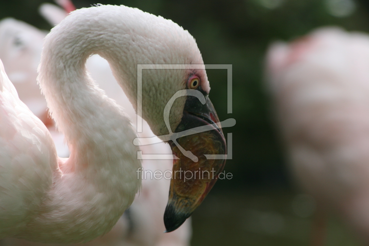 Bild-Nr.: 9303805 Flamingo erstellt von anjes