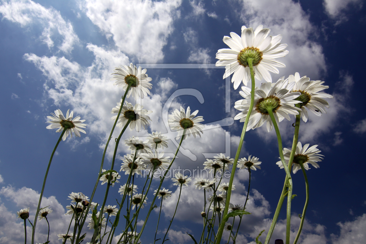 Bild-Nr.: 9304177 .SOMMER. erstellt von Sabines-Sichtweisen