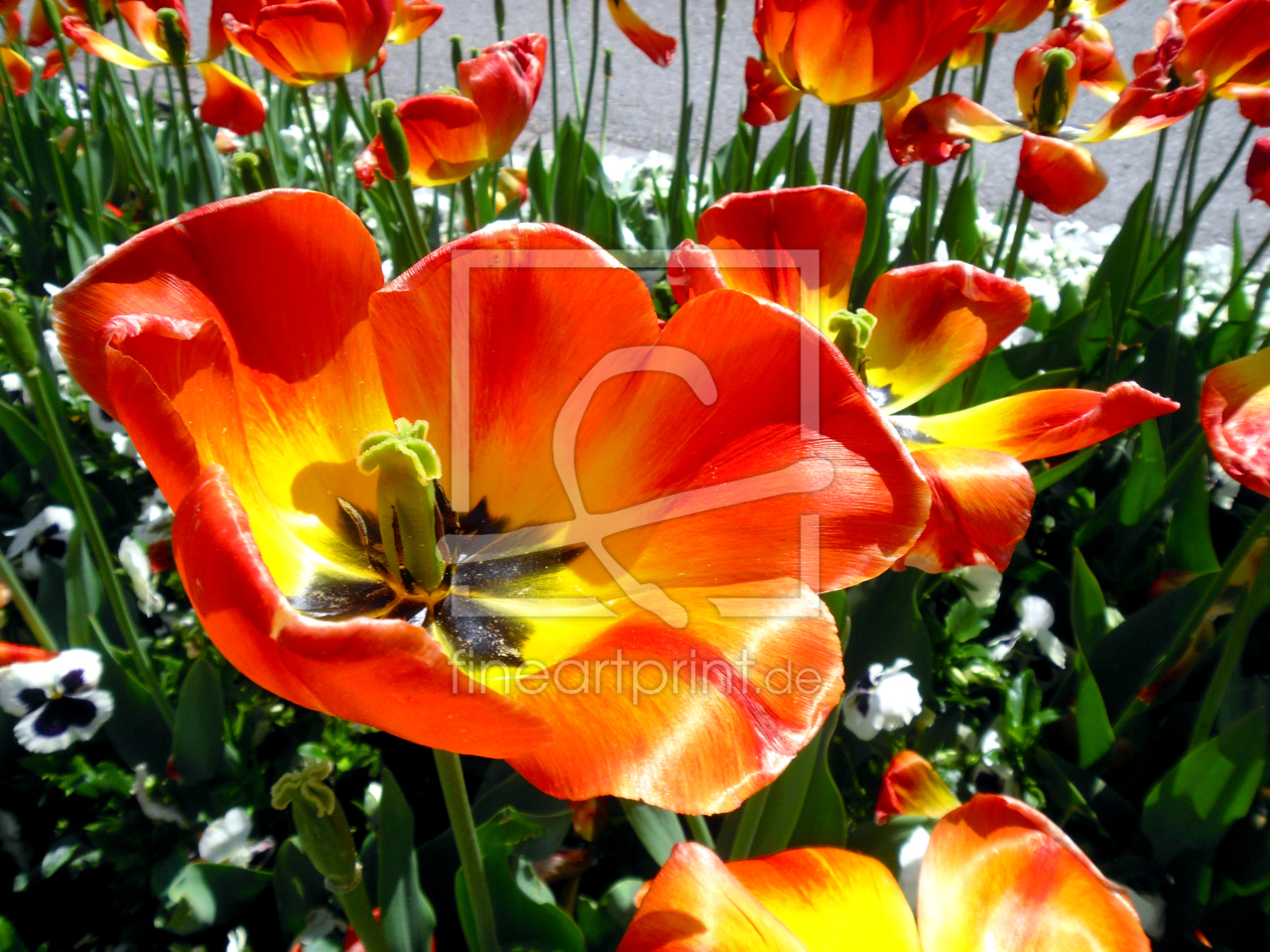Bild-Nr.: 9306041 Tulpen erstellt von Flower-Power