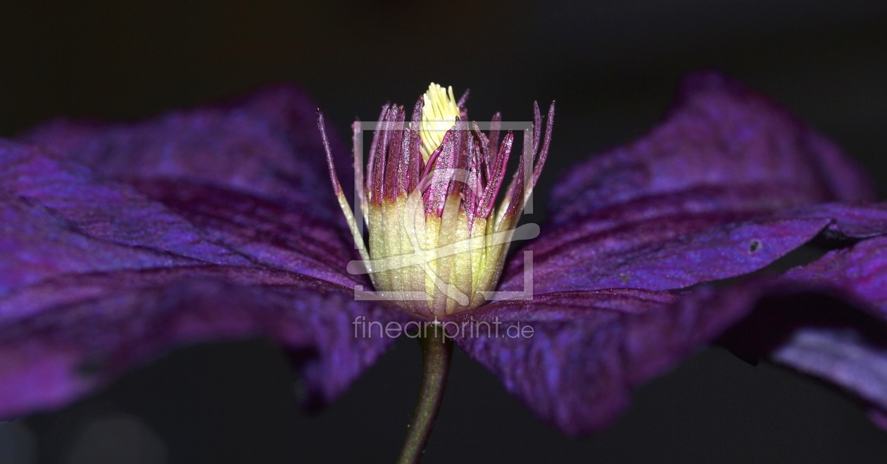 Bild-Nr.: 9306423 Clematis erstellt von iljos