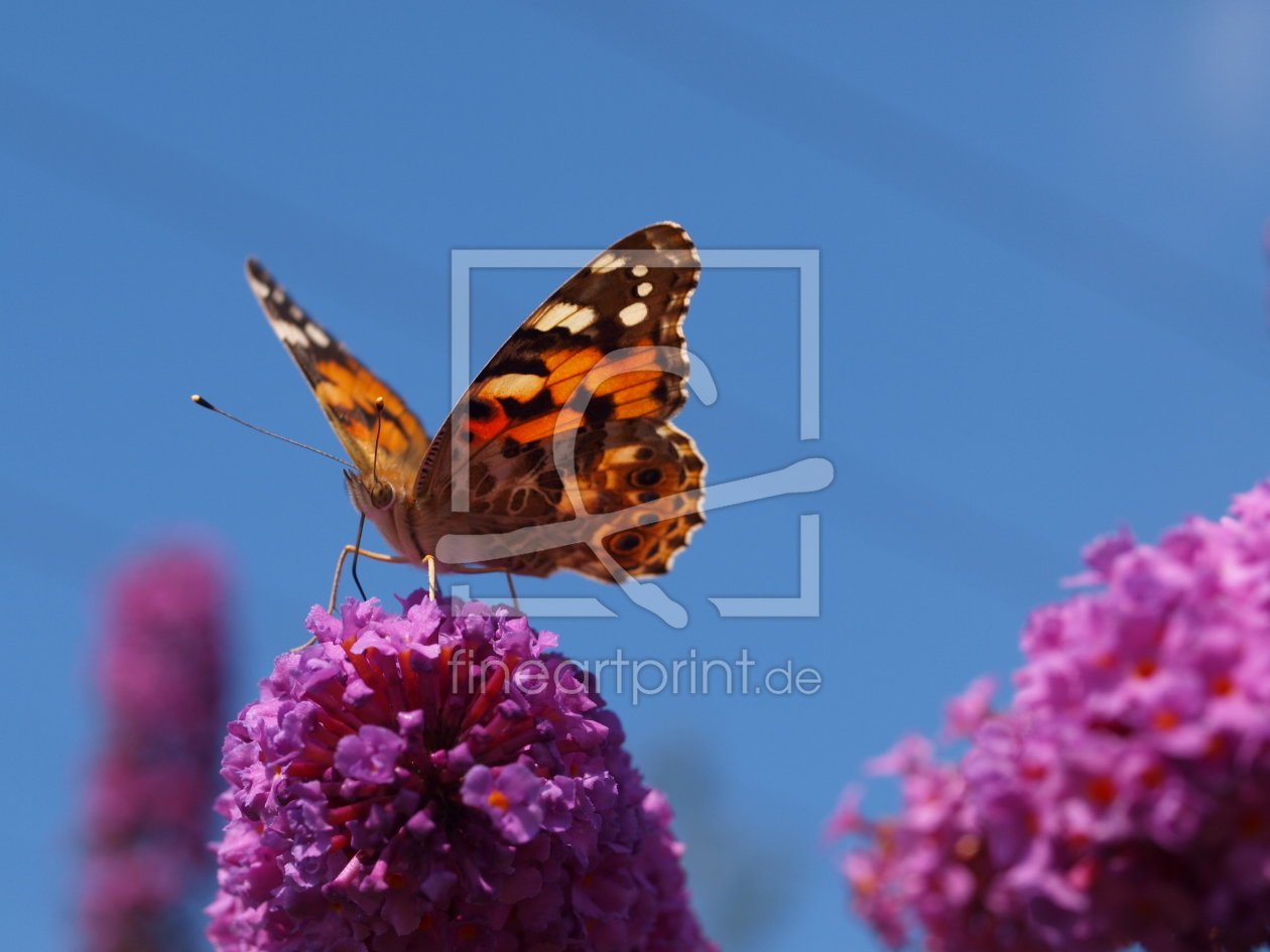 Bild-Nr.: 9306775 Schmetterling im Himelblau erstellt von iljos
