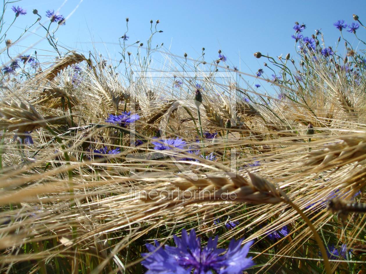 Bild-Nr.: 9307637 summertime erstellt von yammay