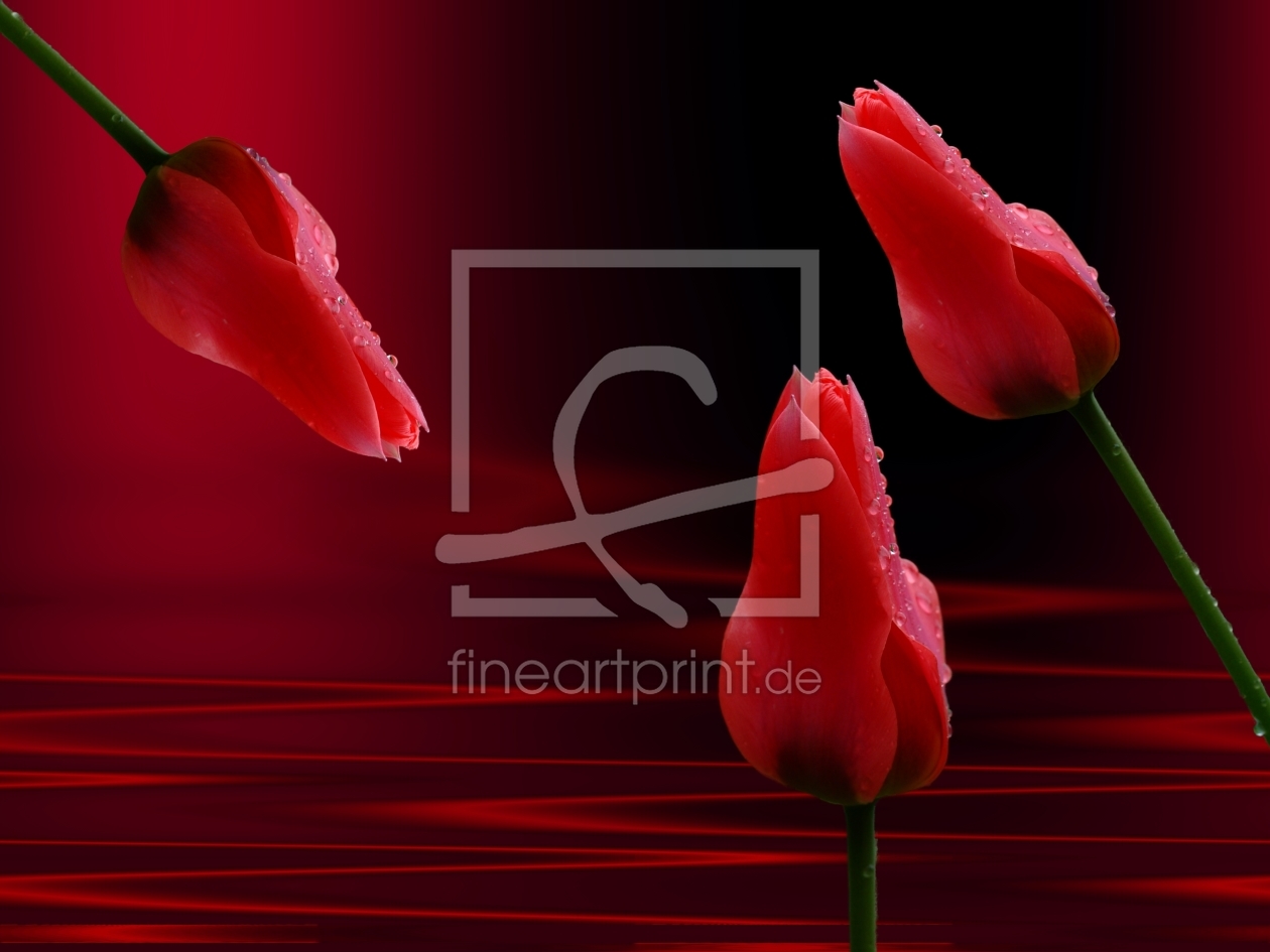 Bild-Nr.: 9307725 Rote Tulpen erstellt von Martina Fornal