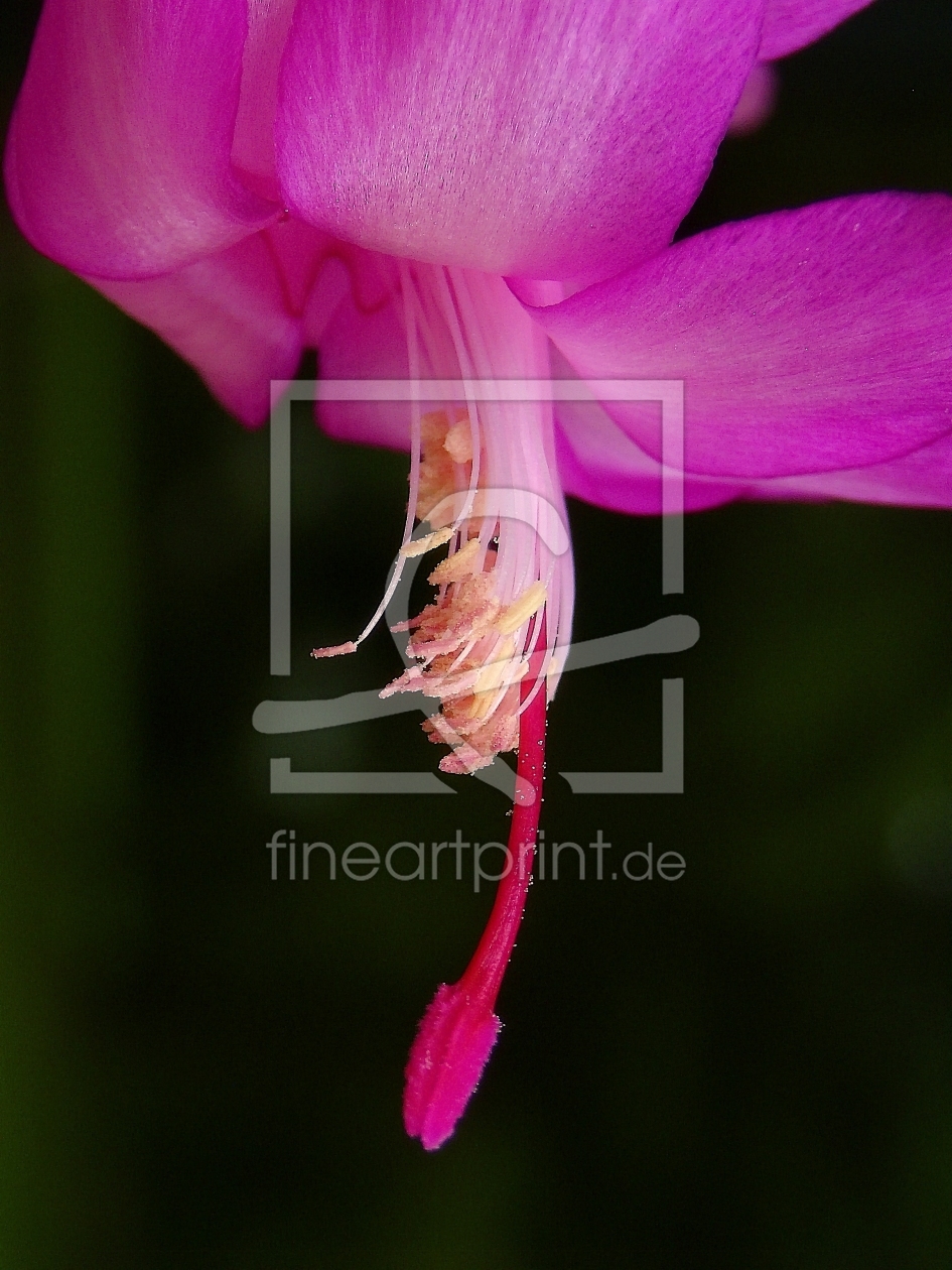 Bild-Nr.: 9308662 Kaktusblüte erstellt von naliha