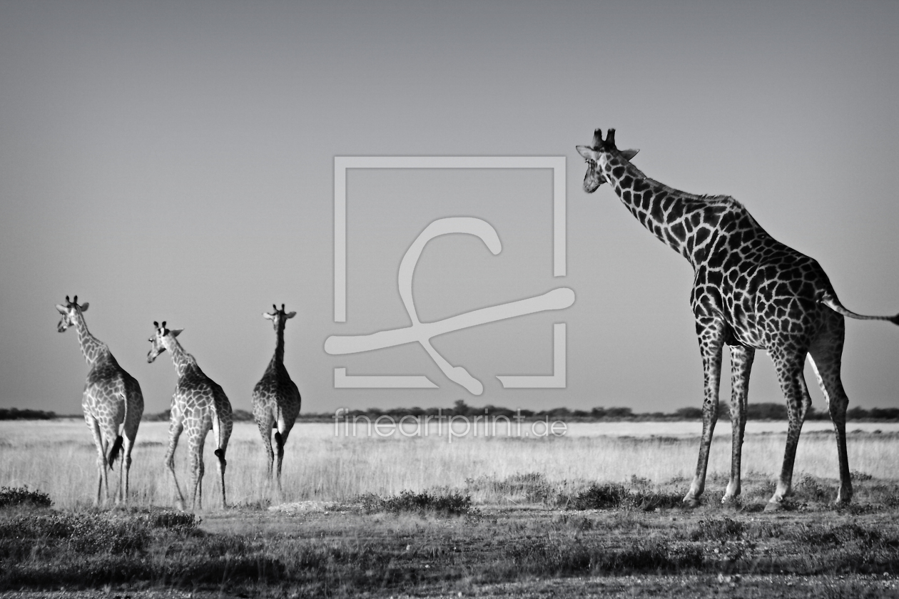 Bild-Nr.: 9309066 Giraffen erstellt von Henner