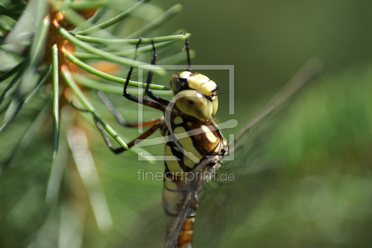 Bild-Nr.: 9309448 Ruhepause einer Libelle erstellt von hoffmann-foto-net