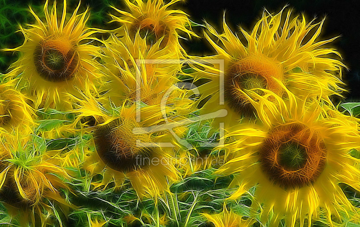 Bild-Nr.: 9309758 Sonnenblumen 1 erstellt von fotograf-joker