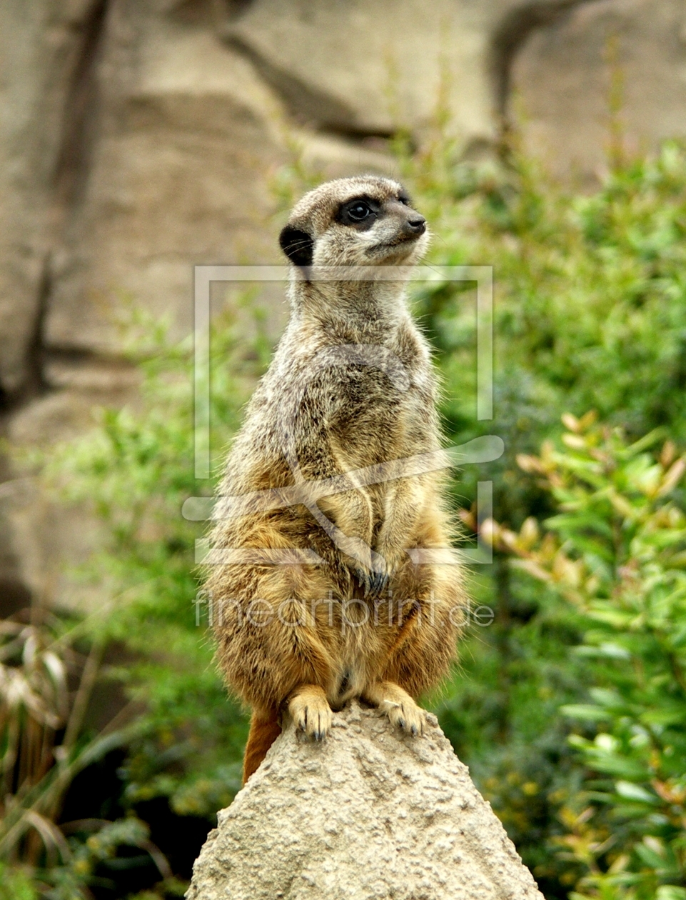 Bild-Nr.: 9313164 Erdmännchen erstellt von spinatfrosch