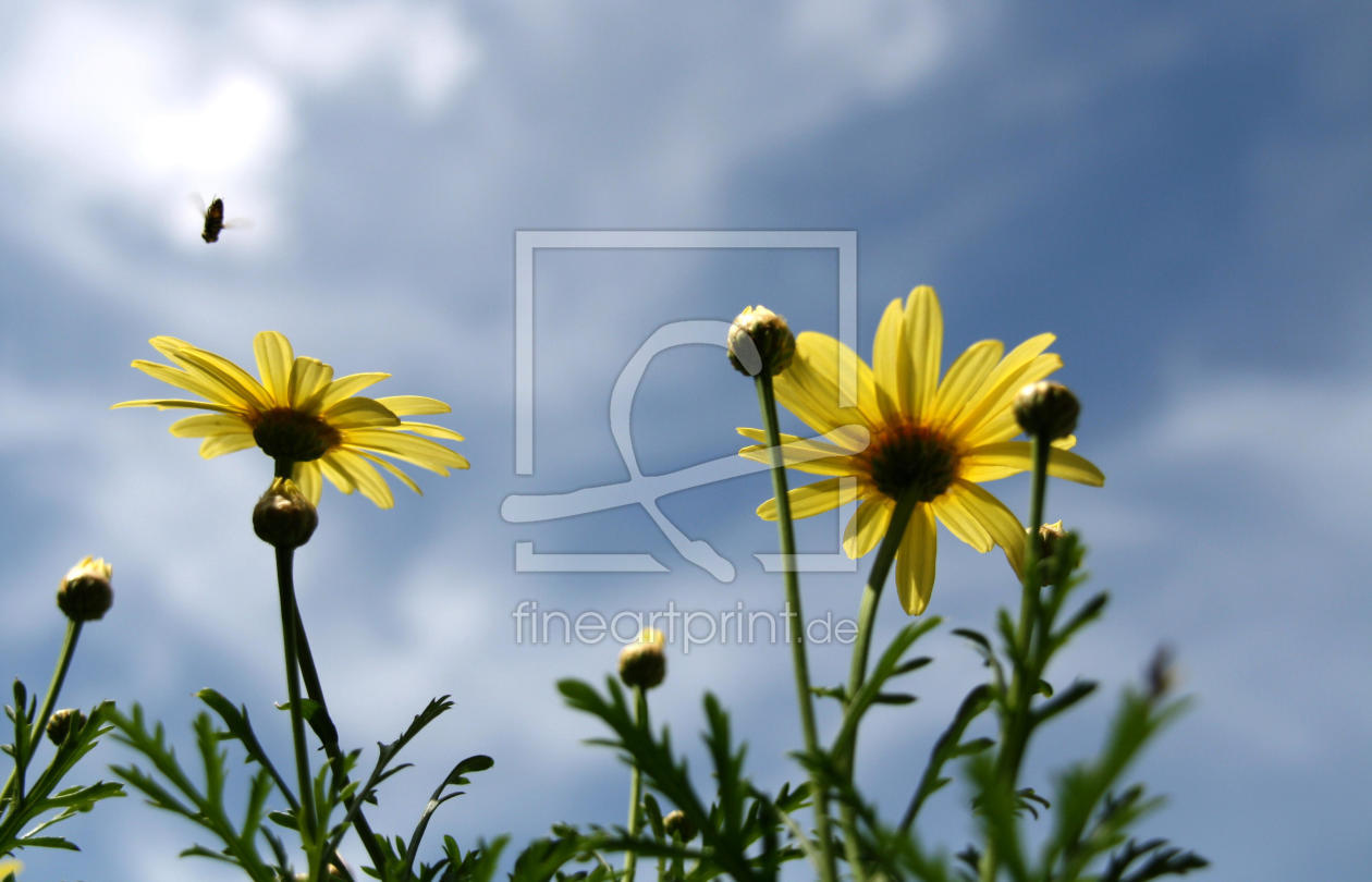 Bild-Nr.: 9314582 Yellow Flower erstellt von EroPicArt