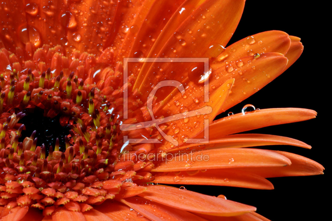 Bild-Nr.: 9314590 Gerbera mit Wassertropfen erstellt von Uwe Jahn