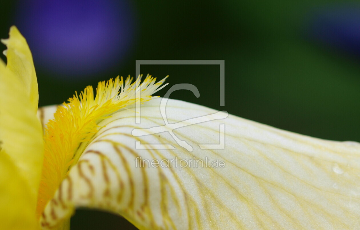 Bild-Nr.: 9315528 Iris erstellt von iljos