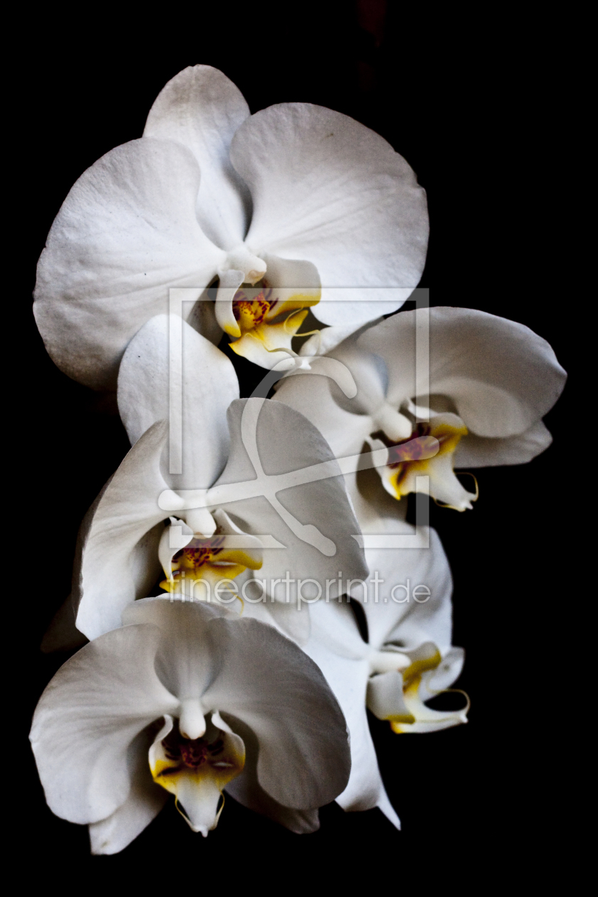 Bild-Nr.: 9316636 Orchidee erstellt von Niz