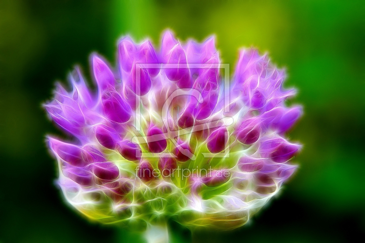 Bild-Nr.: 9317170 Zwiebelblüte, violett erstellt von fotograf-joker