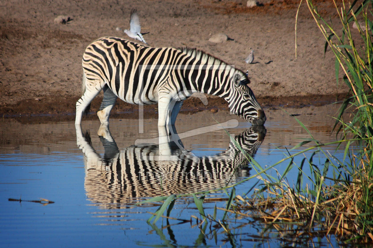 Bild-Nr.: 9318628 Drinking Zebra erstellt von Henner