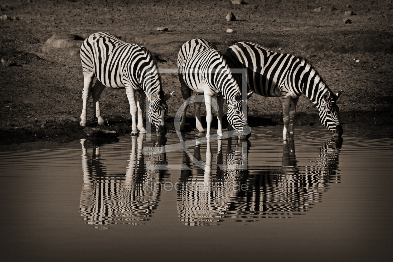Bild-Nr.: 9318640 Drinking Zebras erstellt von Henner