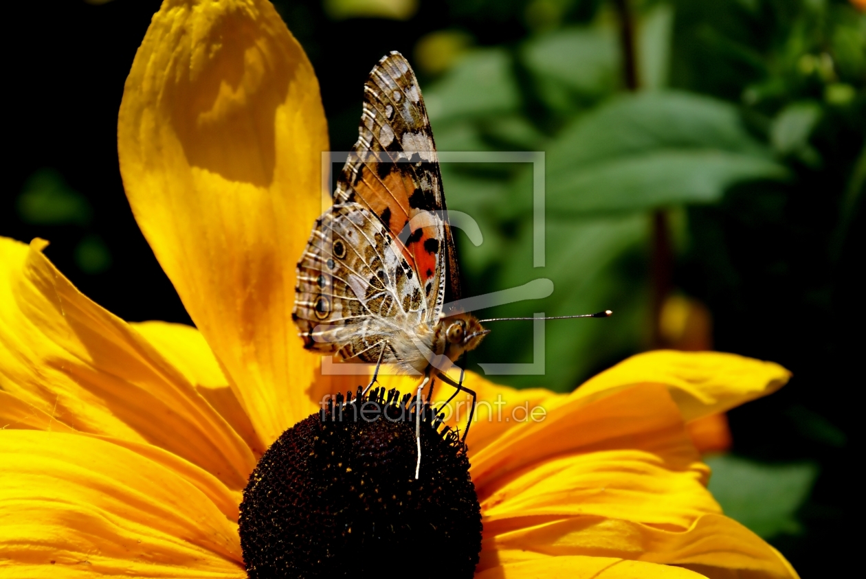Bild-Nr.: 9318978 What a feeling......... erstellt von youhaveadream