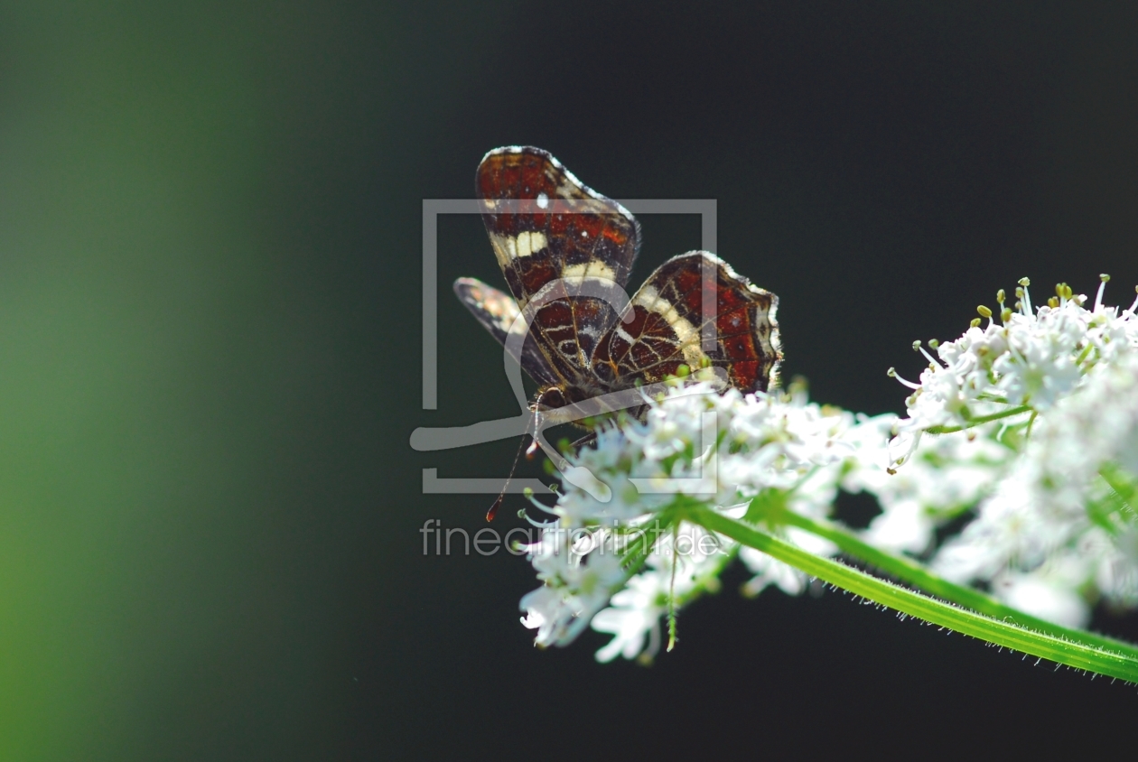 Bild-Nr.: 9319250 Schmetterling im Sonnenlicht erstellt von Andra