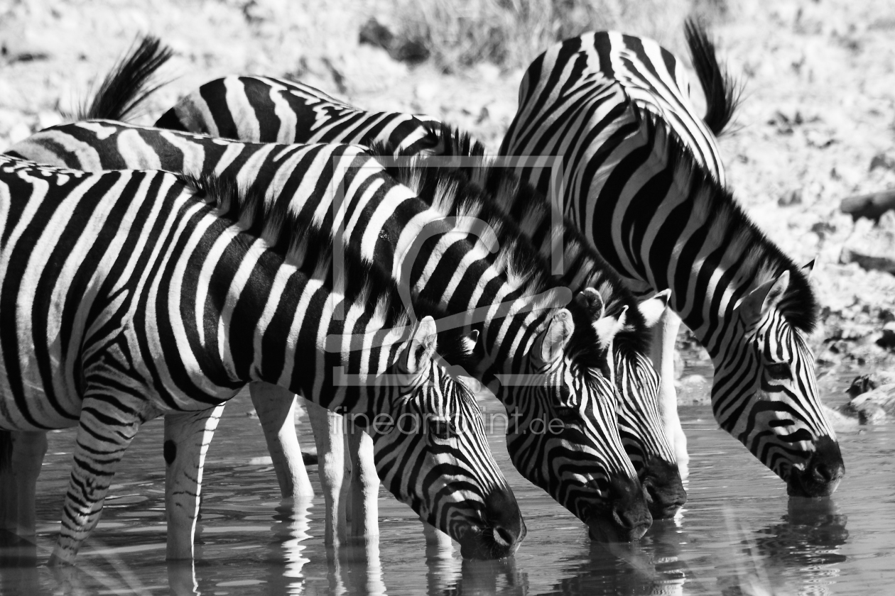 Bild-Nr.: 9323392 Drinking Zebras erstellt von Henner