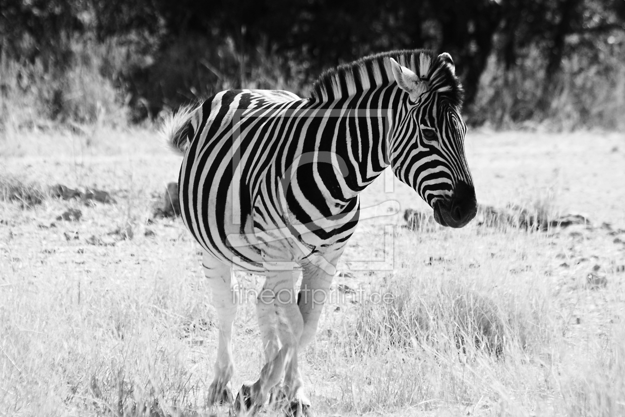 Bild-Nr.: 9323398 Lonely Zebra erstellt von Henner