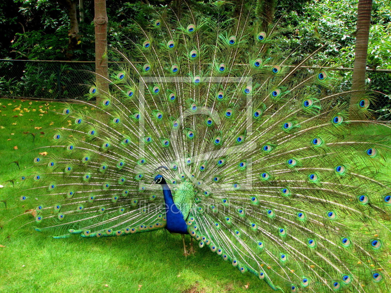 Bild-Nr.: 9325212 Pfau erstellt von ichbinina