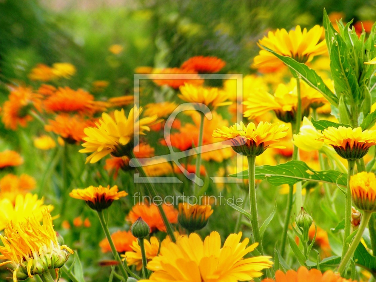 Bild-Nr.: 9326172 Blumenwiese erstellt von Renate Knapp