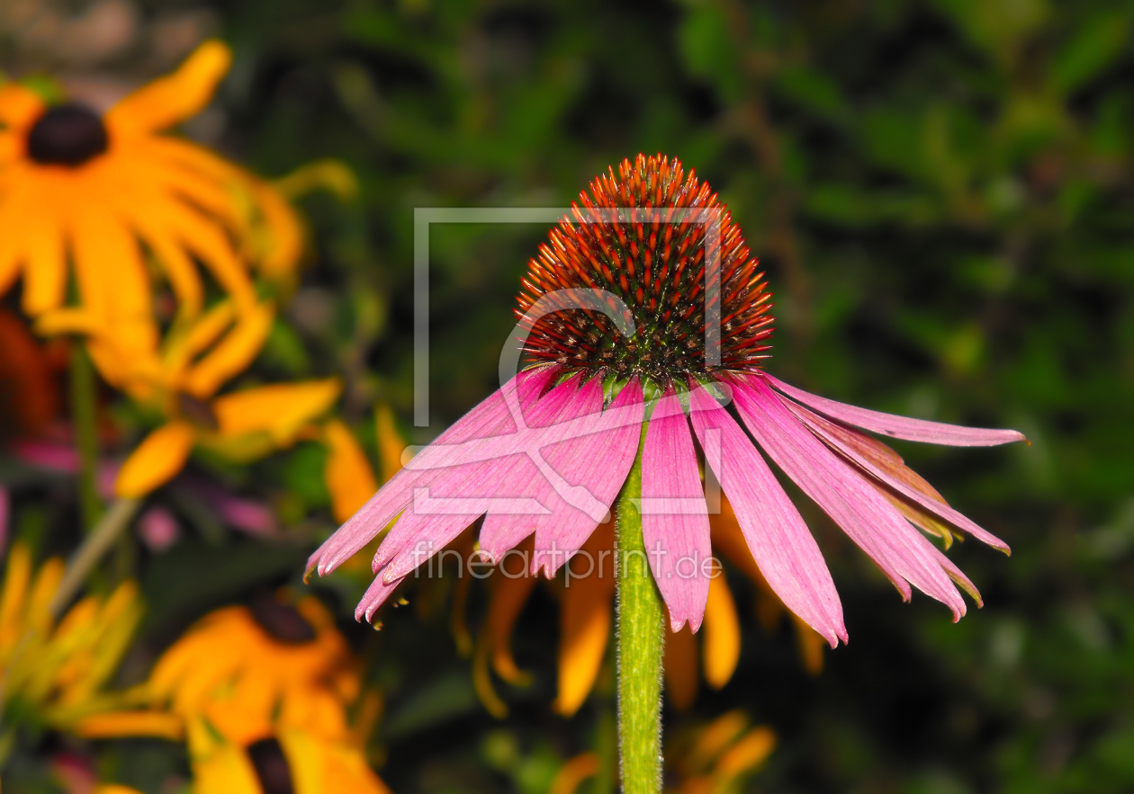 Bild-Nr.: 9326232 Pink Flower erstellt von novalee