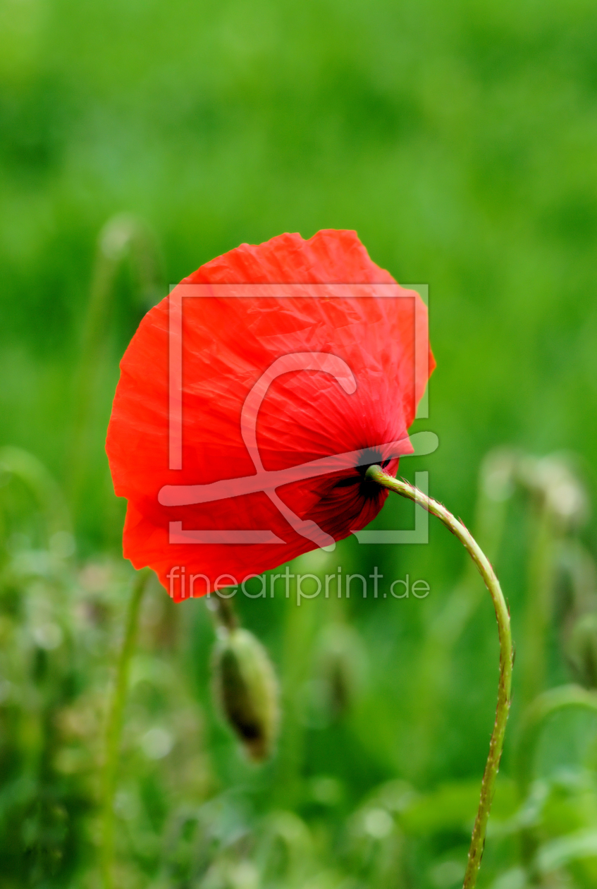 Bild-Nr.: 9326238 Mohnblume erstellt von Uwe Jahn